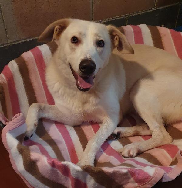 IVOO tenerissimo cagnoletto (nato a inizio 2022) Foto 6